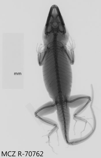 Media type: image;   Herpetology R-70762 Aspect: dorsoventral x-ray